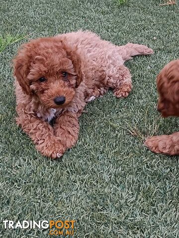 Cavoodle Puppies for sale.