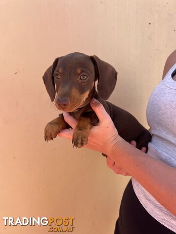 Miniature dachshund