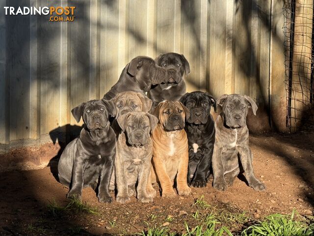 Cane Corso X Puppies