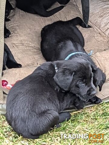 Labrador x Retriever puppies