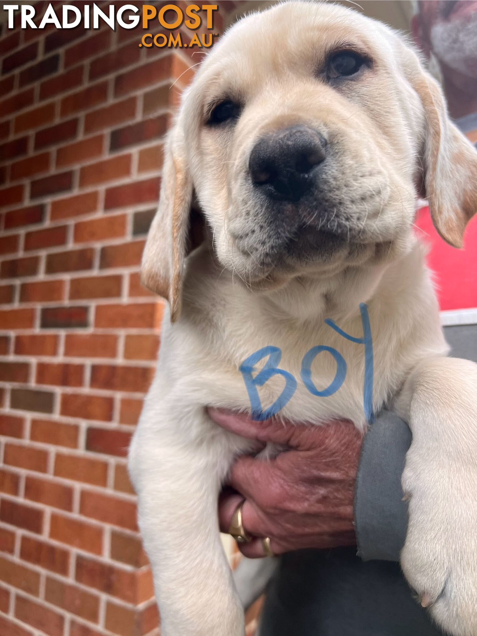 Golden Labrador Pups