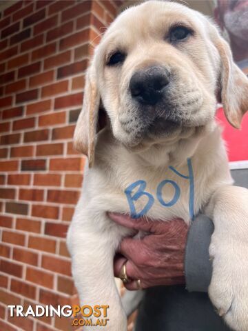 Golden Labrador Pups