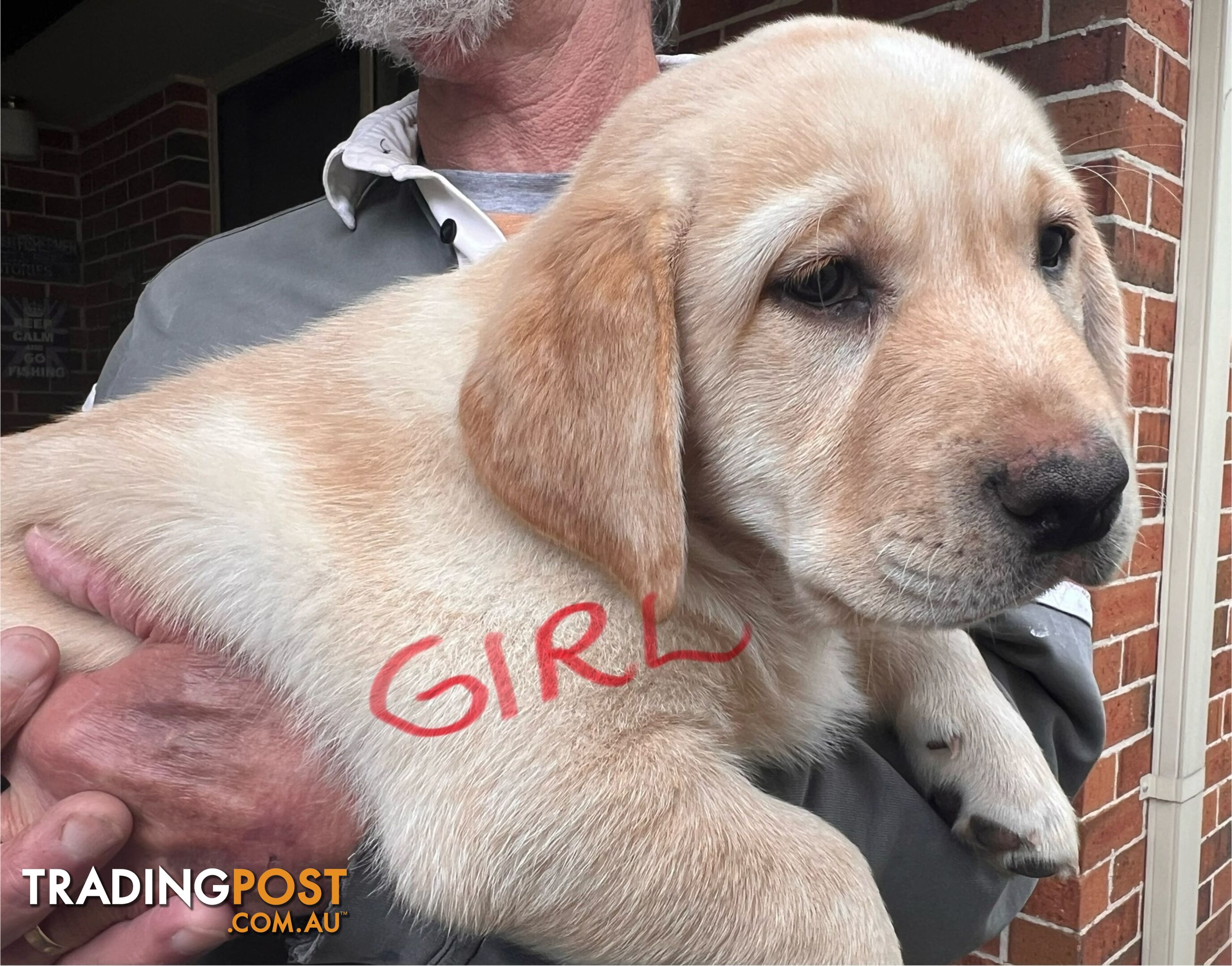 Golden Labrador Pups