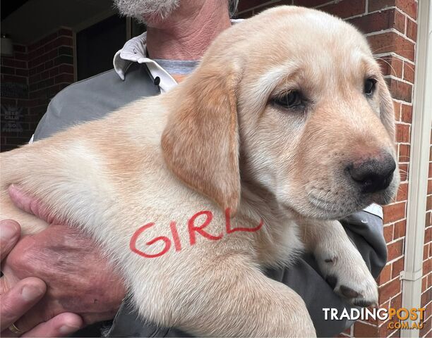 Golden Labrador Pups