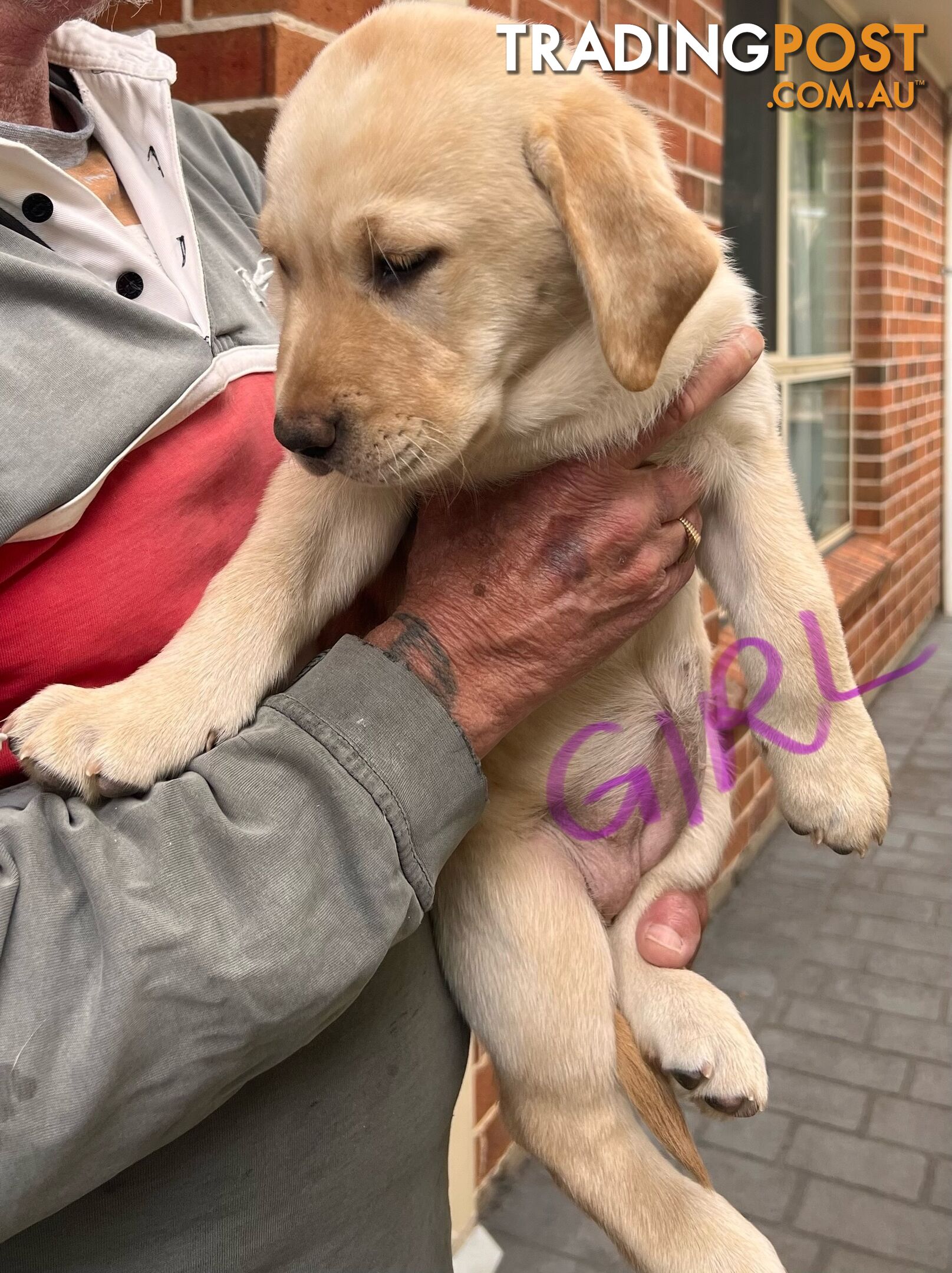 Golden Labrador Pups