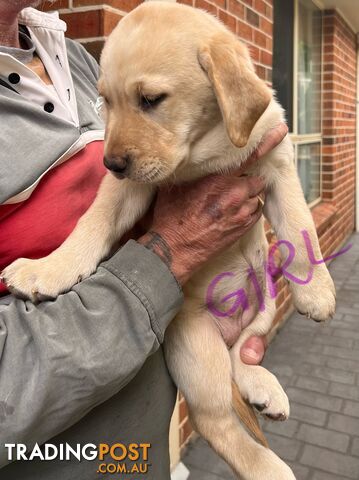 Golden Labrador Pups