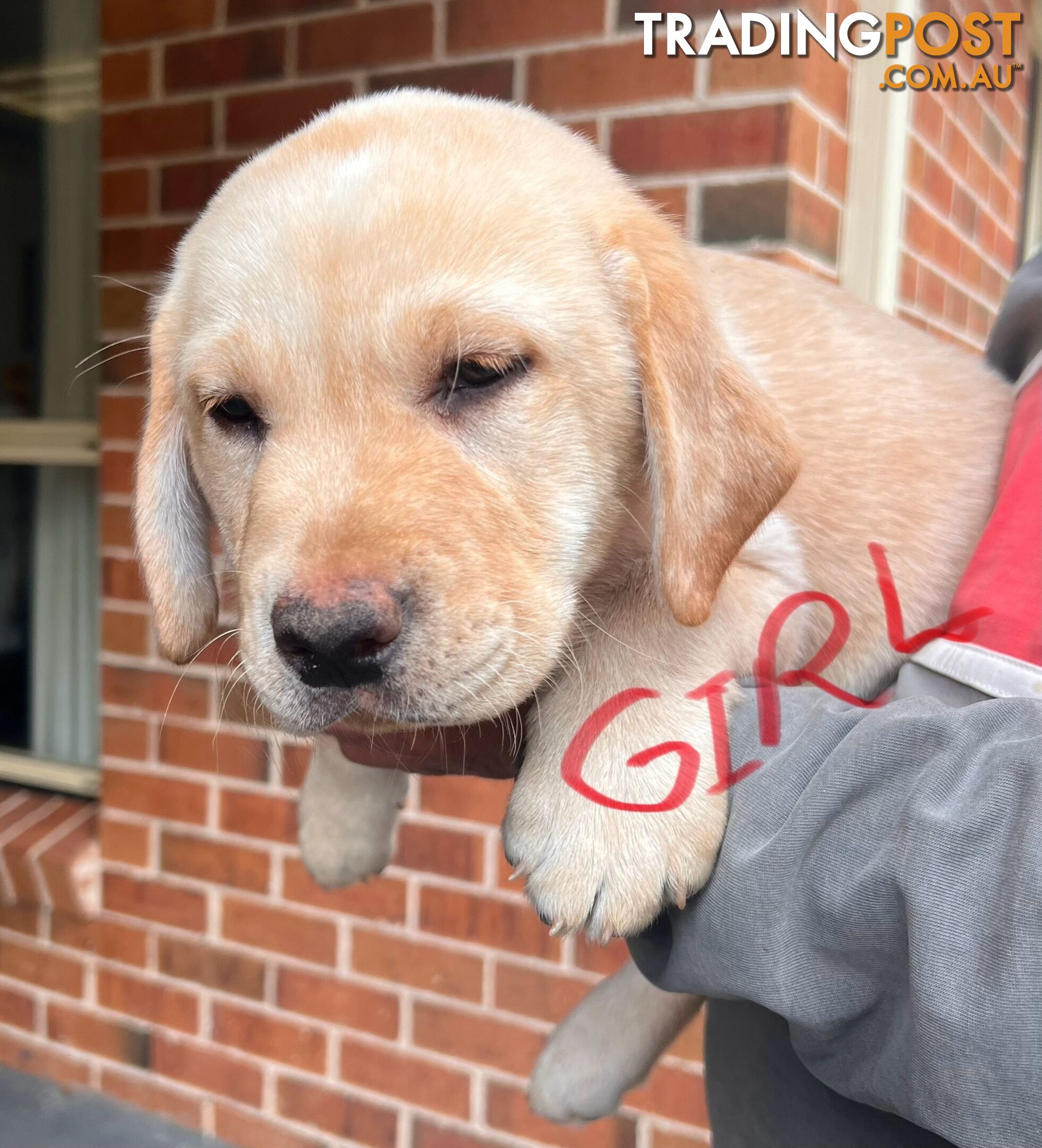 Golden Labrador Pups