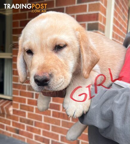 Golden Labrador Pups