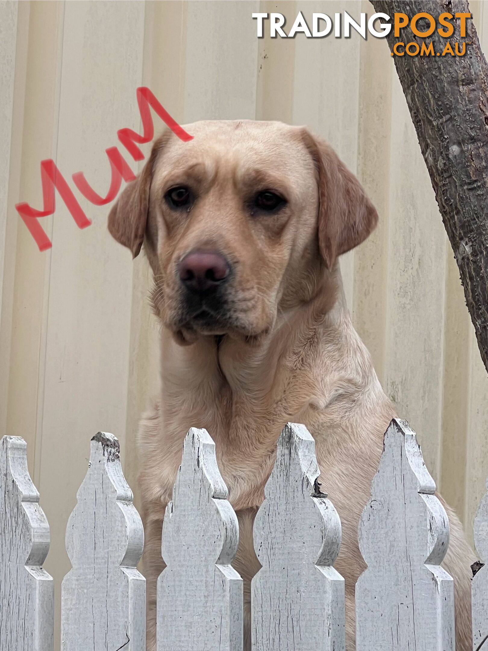 Golden Labrador Pups