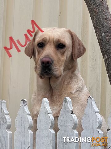 Golden Labrador Pups