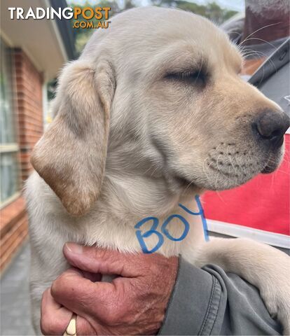 Golden Labrador Pups