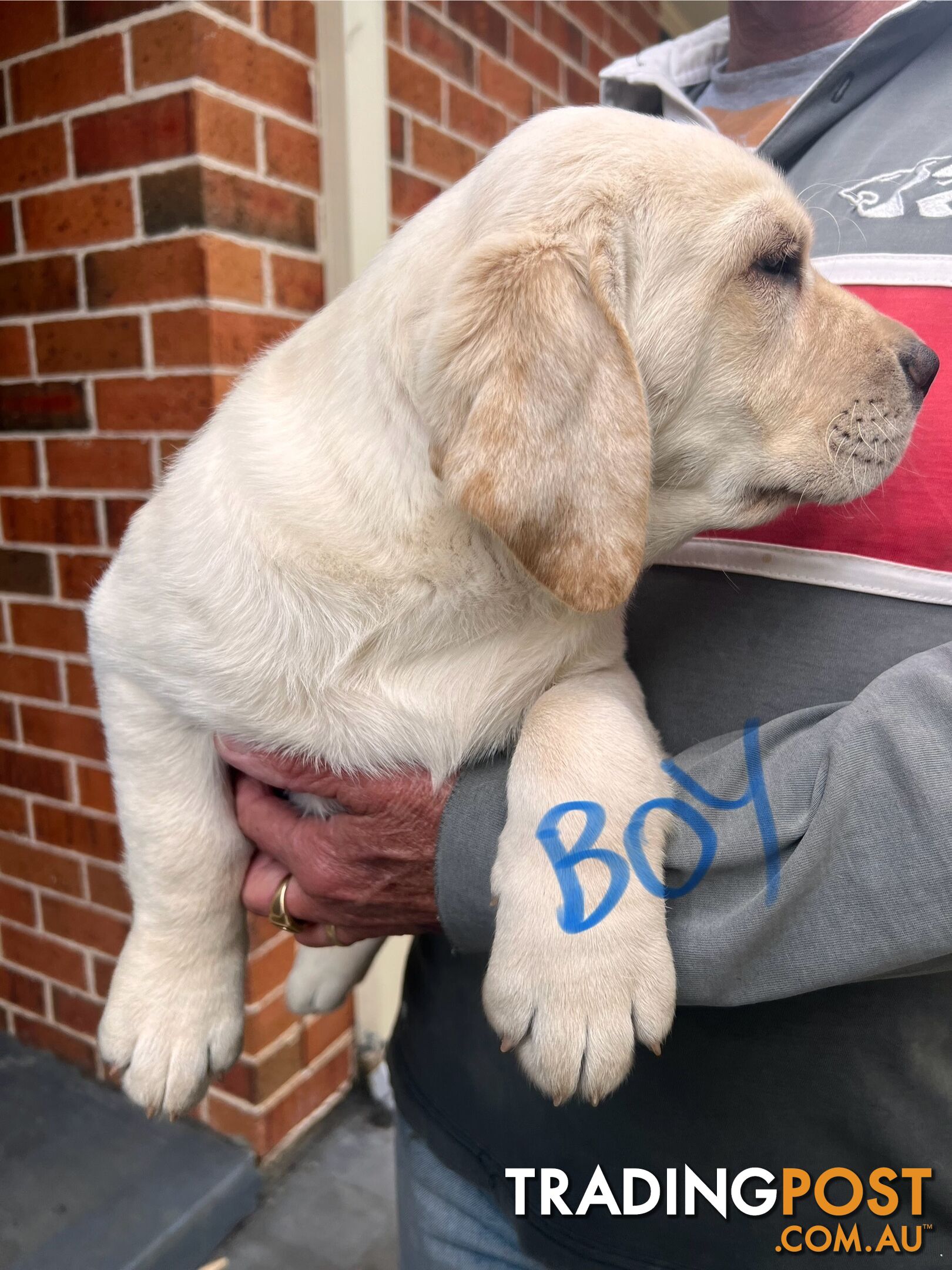 Golden Labrador Pups