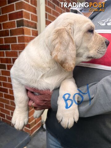 Golden Labrador Pups