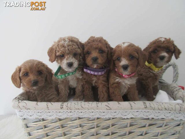 Stud dog Red Toy Poodle stud services