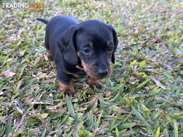 3 x Adorable Miniature Dachshund Puppies Looking For Furever Homes