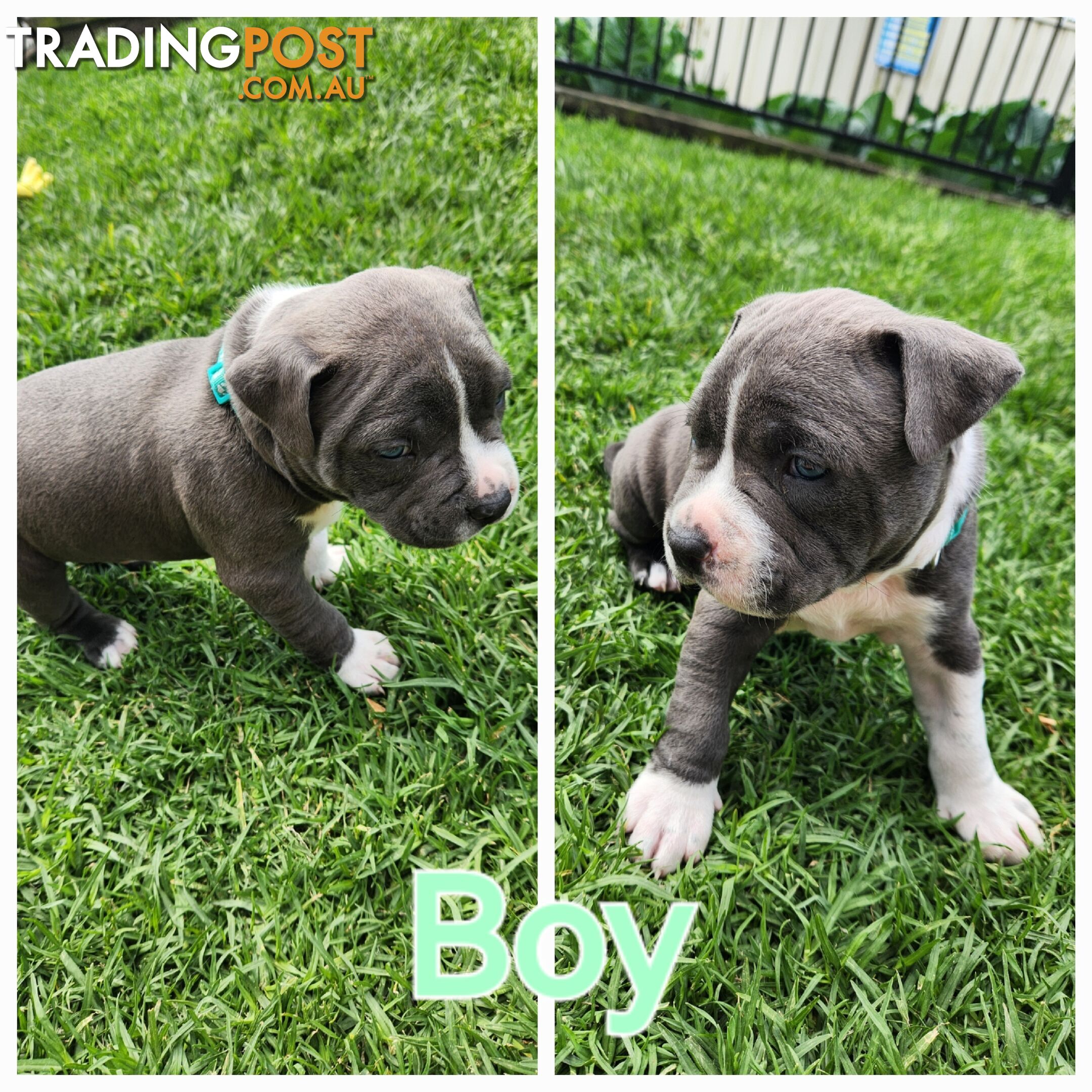 Pure bred Blue American Staffy pups