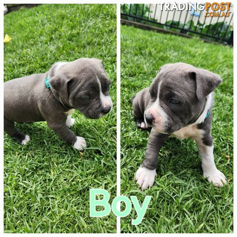 Pure bred Blue American Staffy pups