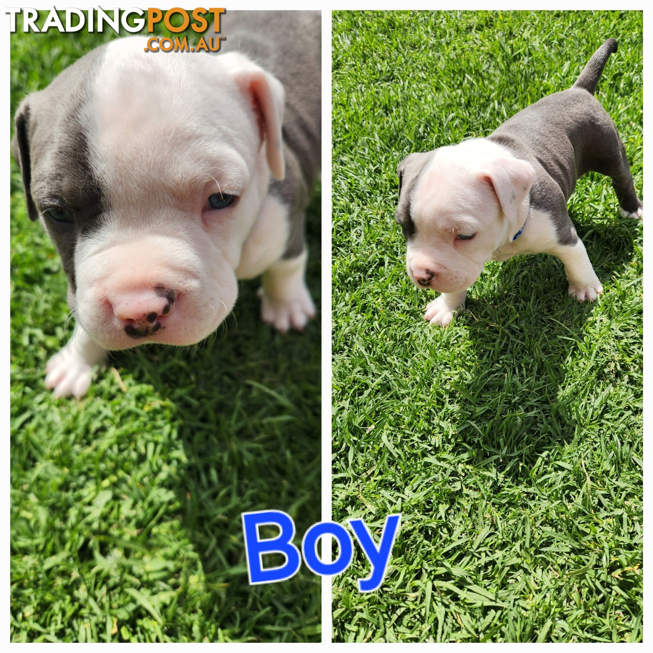 Pure bred Blue American Staffy pups