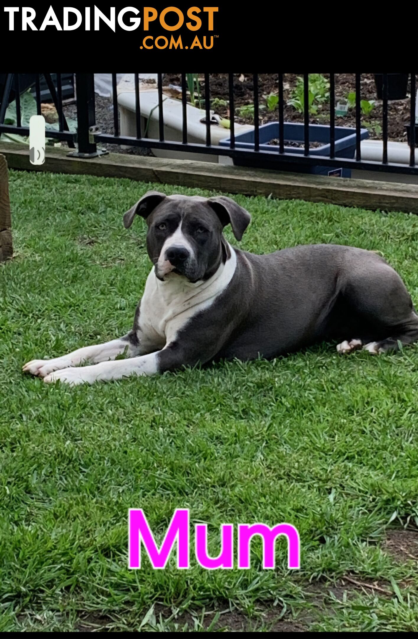 Pure bred Blue American Staffy pups