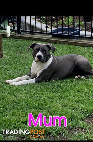 Pure bred Blue American Staffy pups