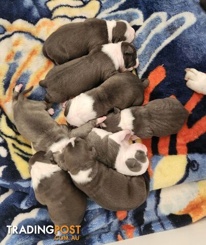 Pure bred Blue American Staffy pups