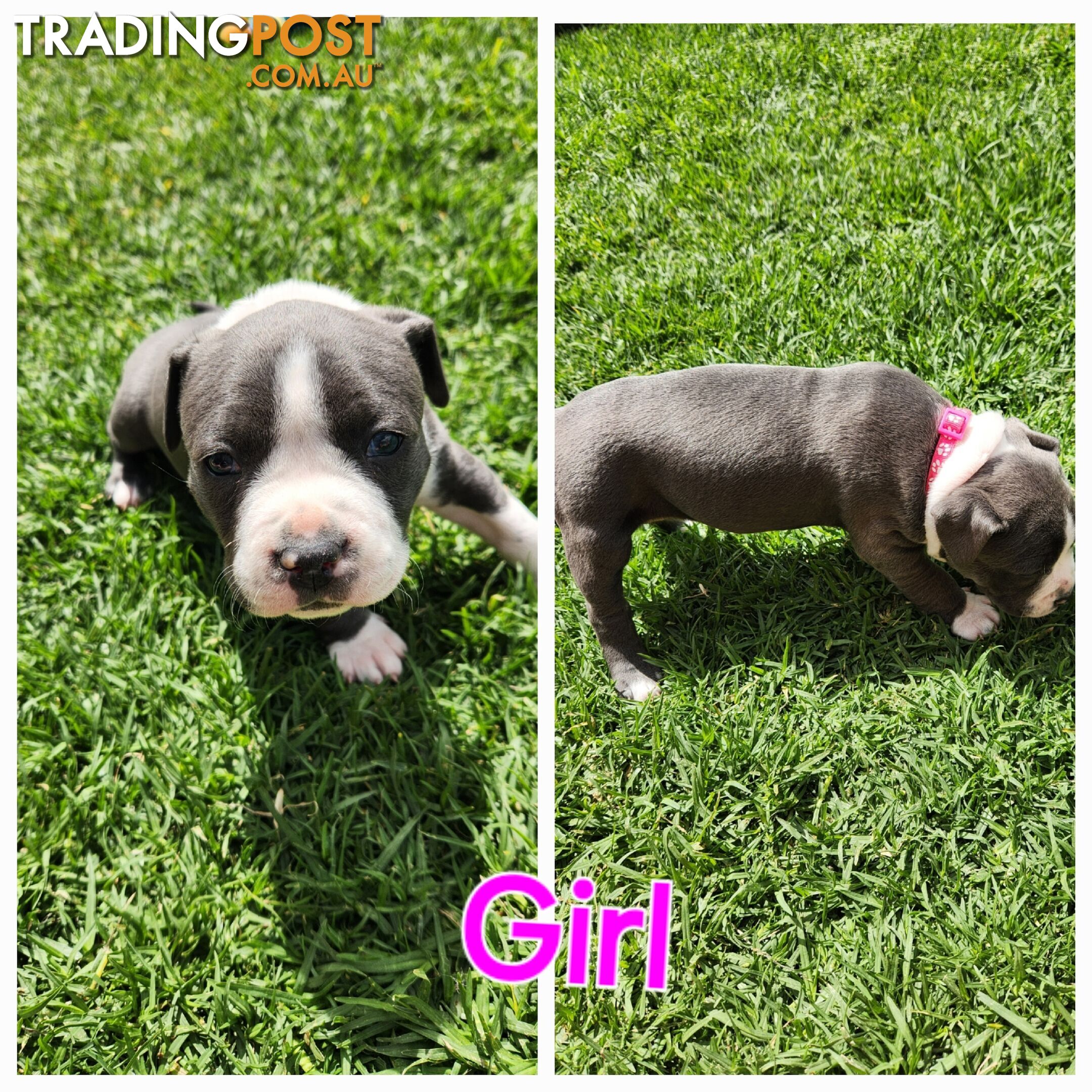 Pure bred Blue American Staffy pups