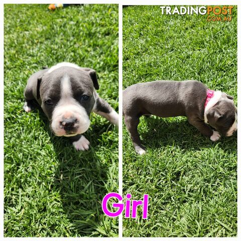 Pure bred Blue American Staffy pups