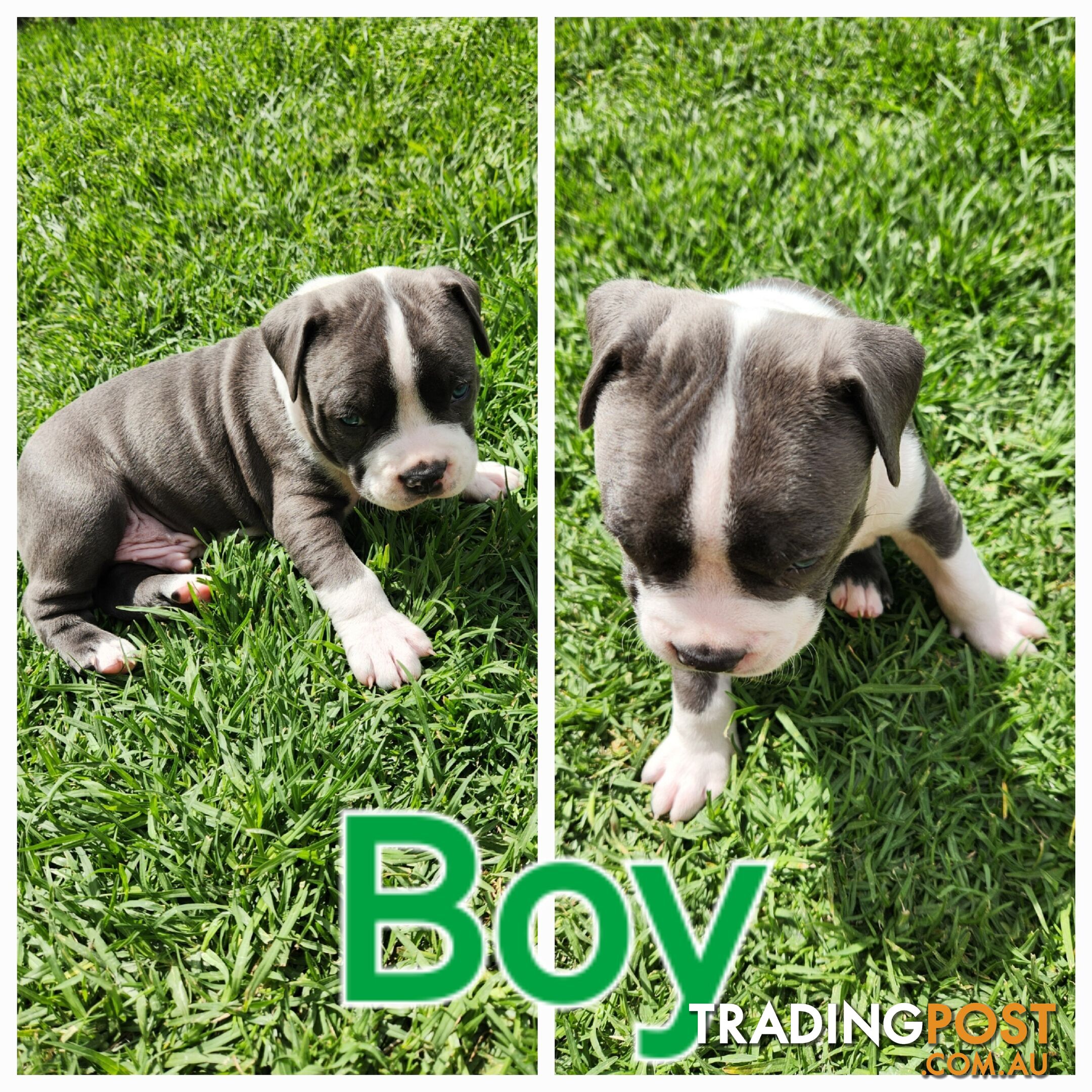 Pure bred Blue American Staffy pups