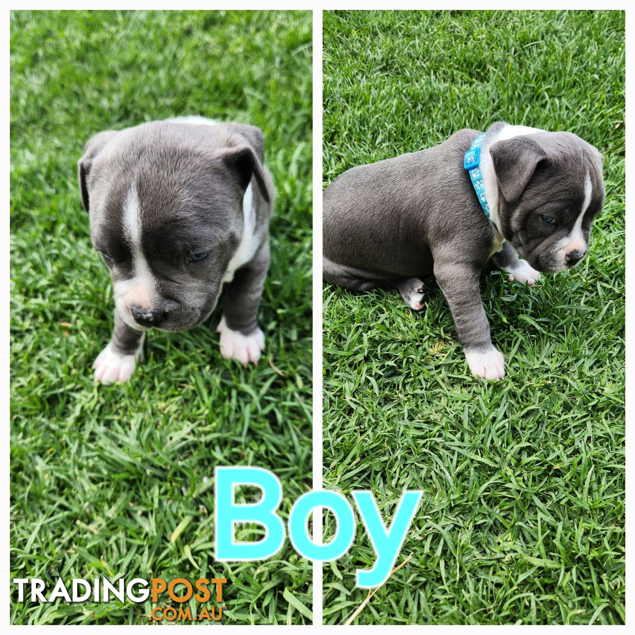 Pure bred Blue American Staffy pups