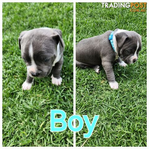 Pure bred Blue American Staffy pups