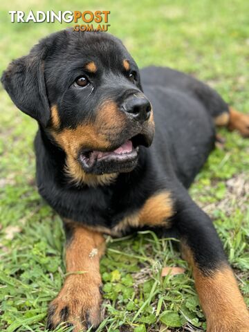 German Rottweiler puppy