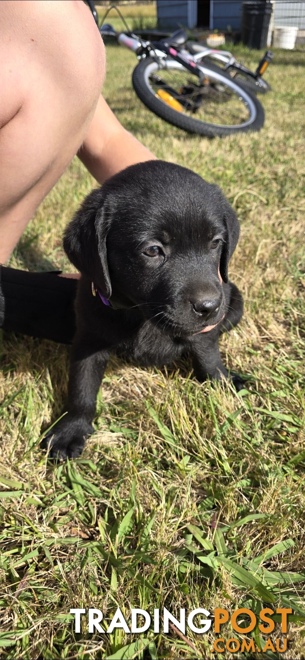 pure lab puppies