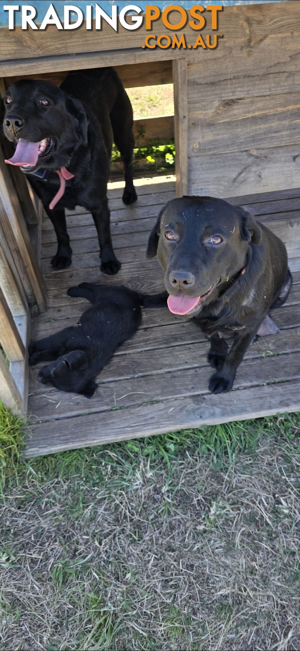 pure lab puppies