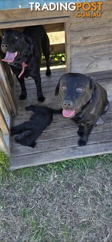 pure lab puppies