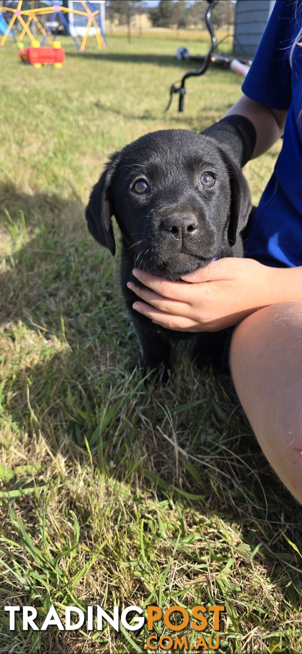 pure lab puppies