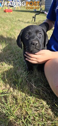 pure lab puppies