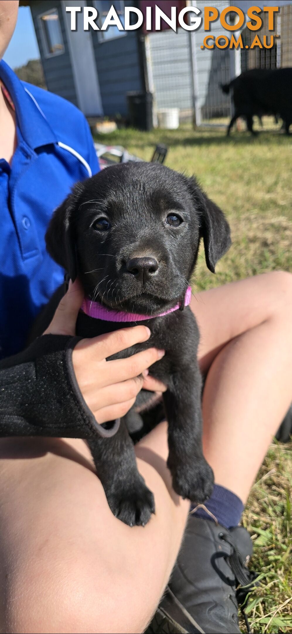 pure lab puppies