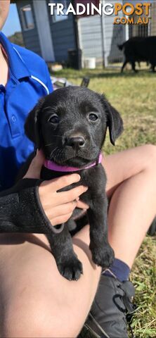 pure lab puppies