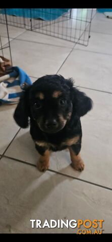 4 Cavoodle puppies ready for their forever home