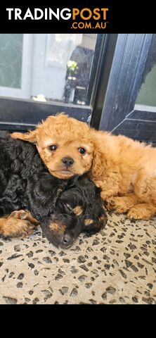 5 Cavoodle puppies up for adoption