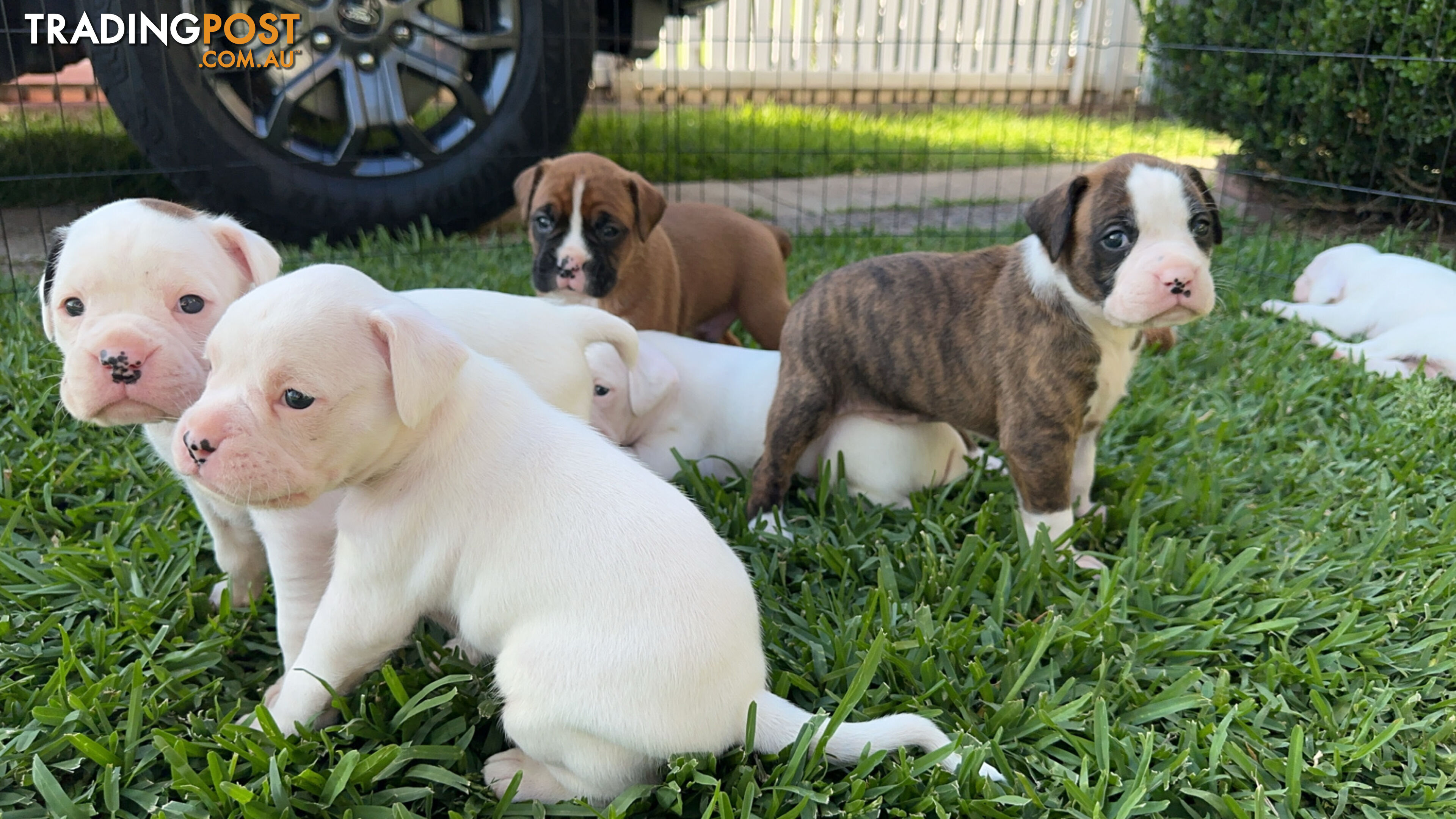 Pure bred bob tail boxer puppies