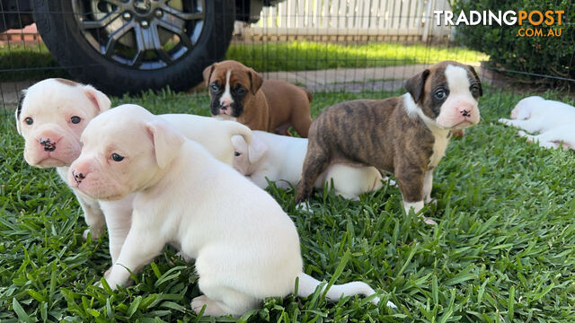 Pure bred bob tail boxer puppies