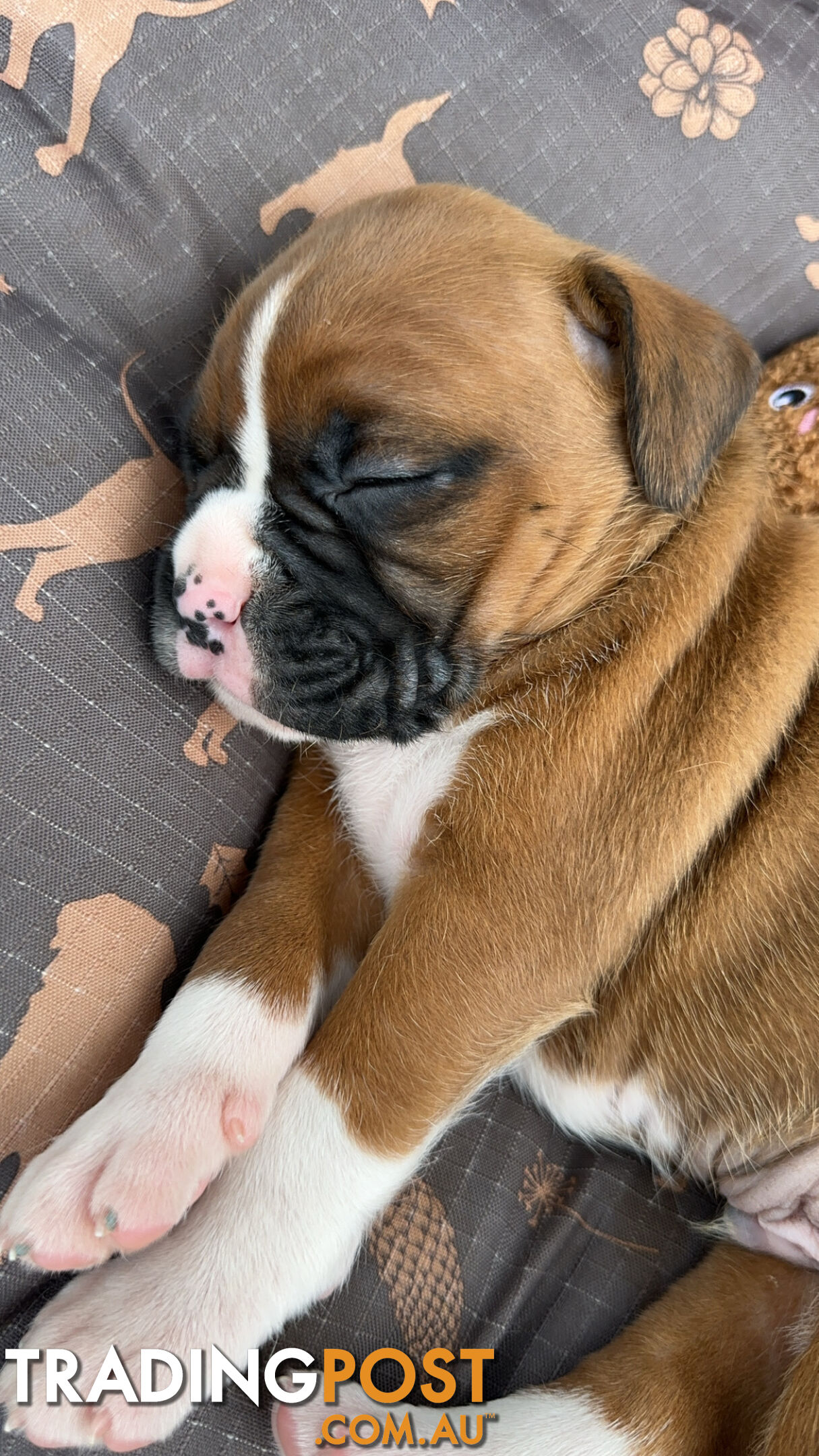 Pure bred bob tail boxer puppies