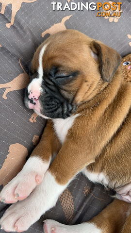 Pure bred bob tail boxer puppies