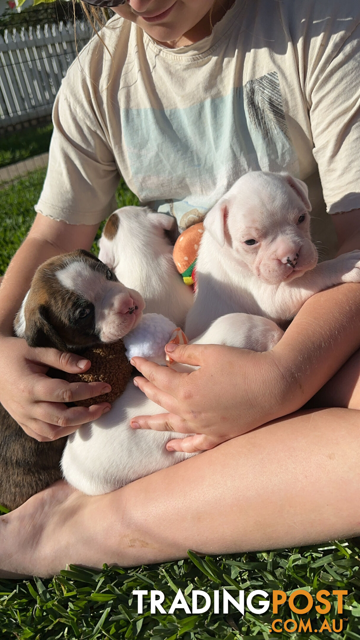 Pure bred bob tail boxer puppies