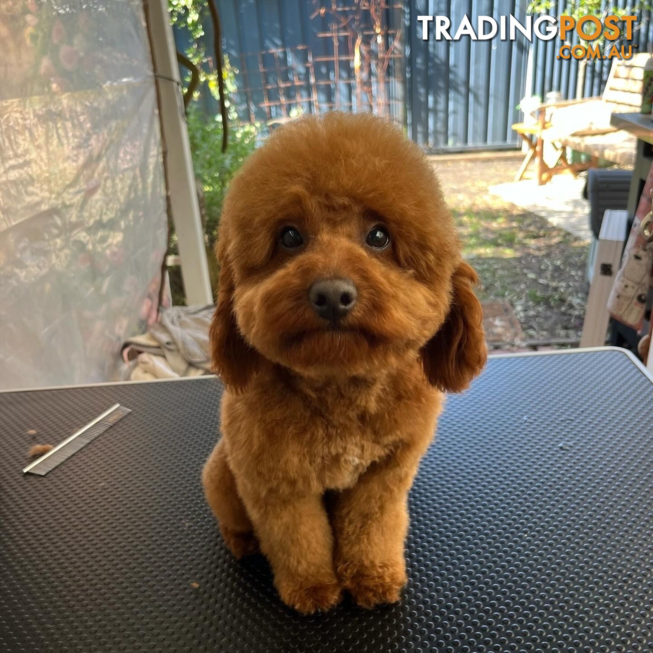 STUD DOG Red Toy Cavoodle