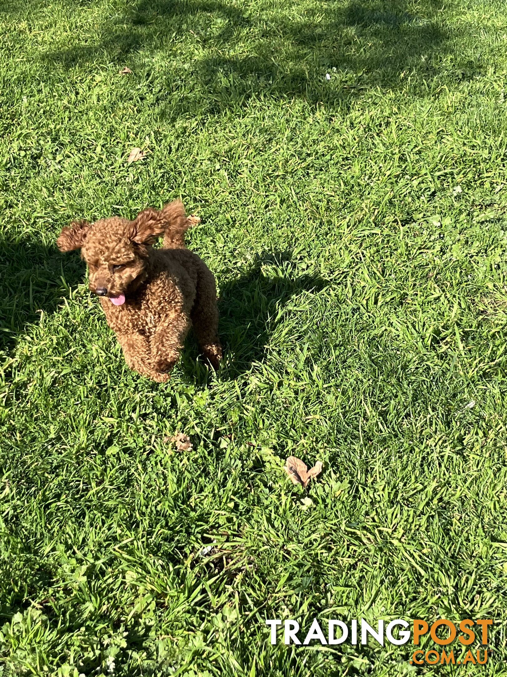 STUD DOG Red Toy Cavoodle