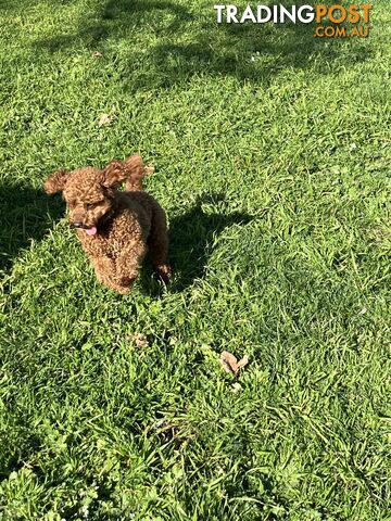 STUD DOG Red Toy Cavoodle