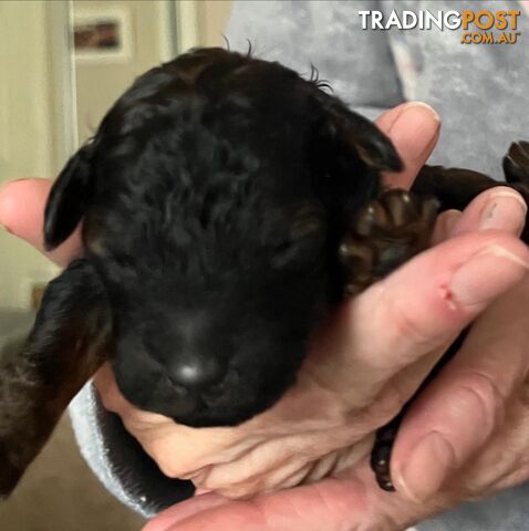 STUD DOG Red Toy Cavoodle