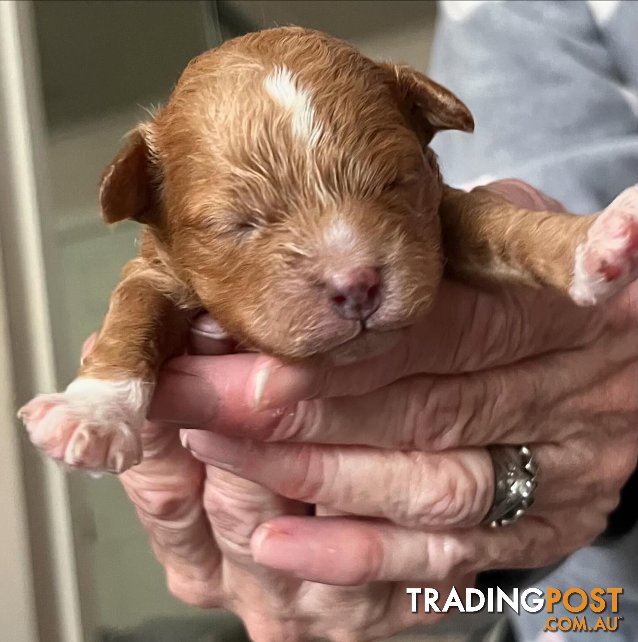 STUD DOG Red Toy Cavoodle